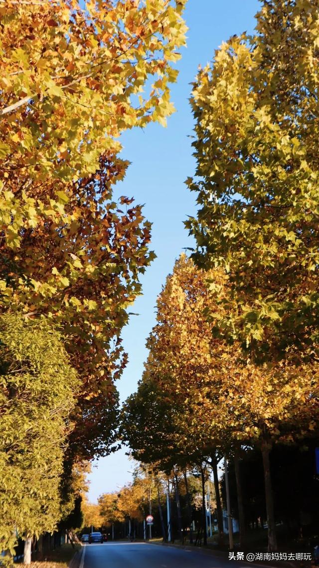 不用去南京，长沙也藏着 “梧桐秘境”！遛娃拍照美到窒息！
