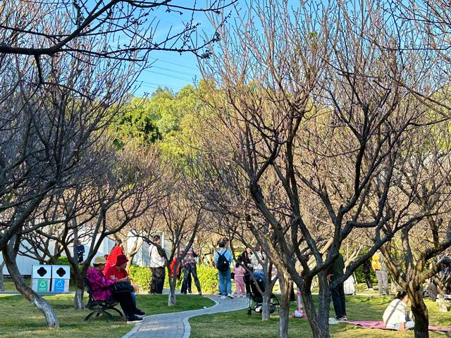 深圳赏梅天花板!🌸27000m²梅园地铁直达