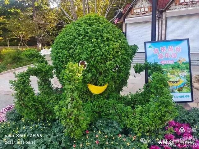 菊绽秋阳里，暗香绕中山｜申艳娟