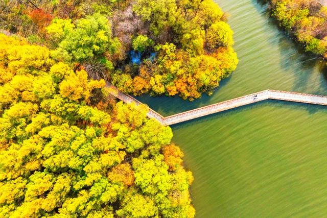 吉视界丨长春净月潭：斑斓林海绘就秋日画卷