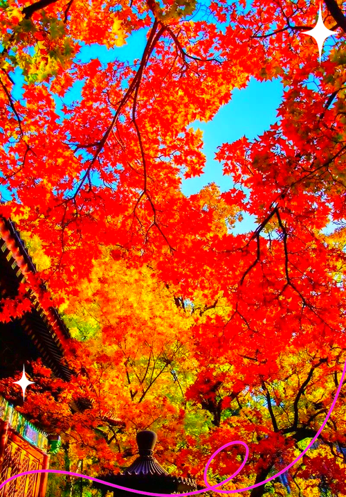 中国最知名的四大红叶观赏胜地：层林尽染，美不胜收