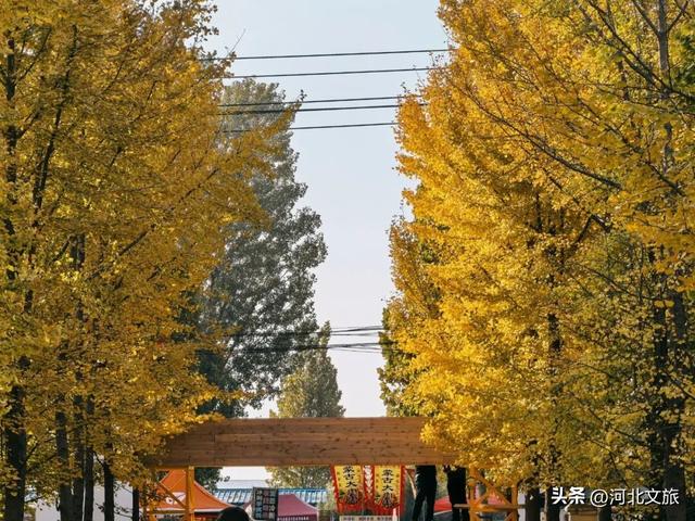 藏不住了！河北邯郸这片 “黄金海” 已上线，错过再等一年！