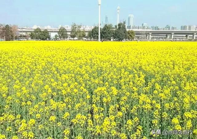 成都南三环附近最大油菜花田，天然观景台，视野非常壮观！
