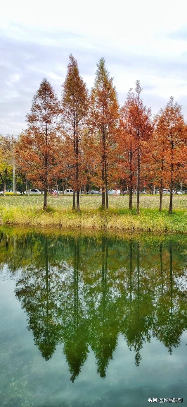 秋去韵留！许昌秋景余韵动人