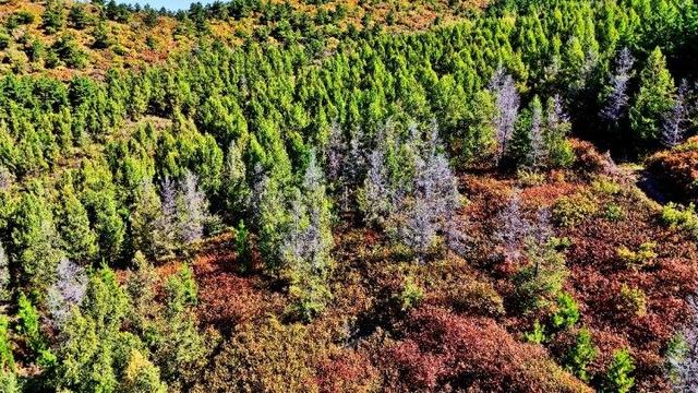 走进赤峰马鞍山林场 邂逅绚烂山林秋色