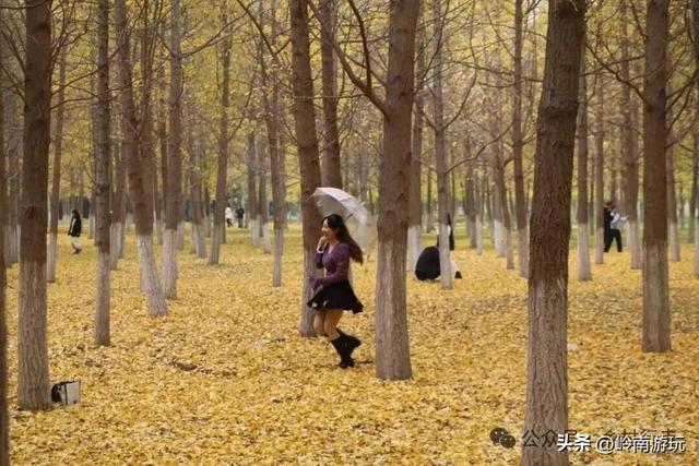 全部免费!渭河南河堤路赏秋攻略大全,那风景简直美爆了!