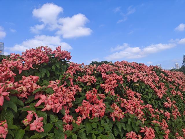 从学苑大道入大沙河绿过大学城后进深圳弯公园流花山景点【高清】