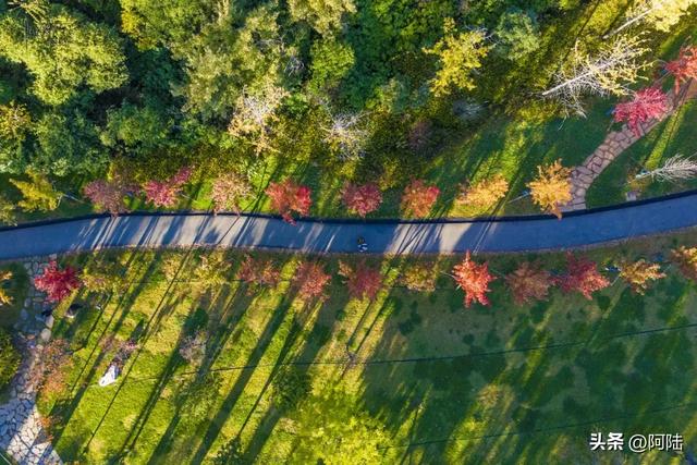寻找大理海西的最美绿道,色彩缤纷秋意盎然,目测已经开始落叶啦