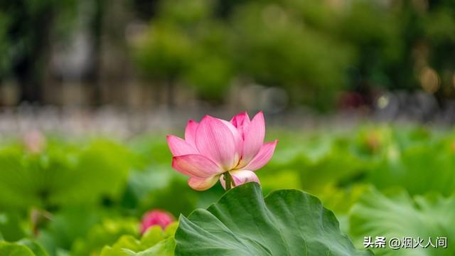 两性关系：“泡”一个中年女人	，你越“直白	”，她越容易动情