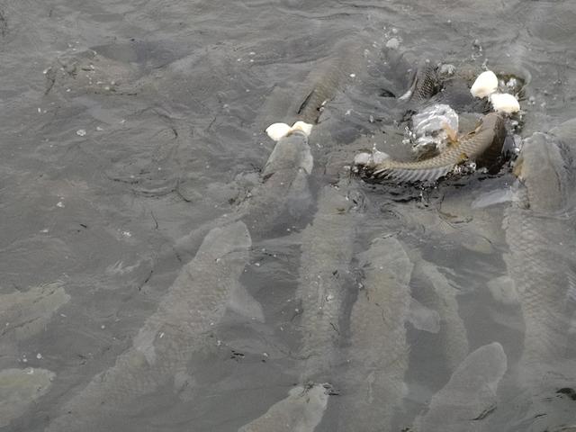 南行漫记：和宜宾握手再见，到李庄古镇打卡，今天跑到贵州