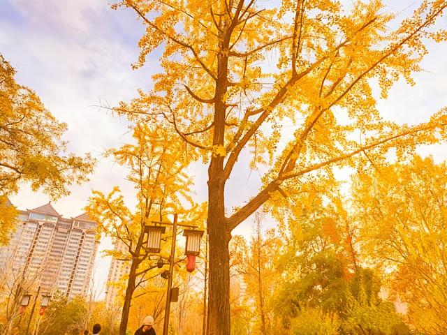 初冬限定之美——兴庆宫里的一步一景