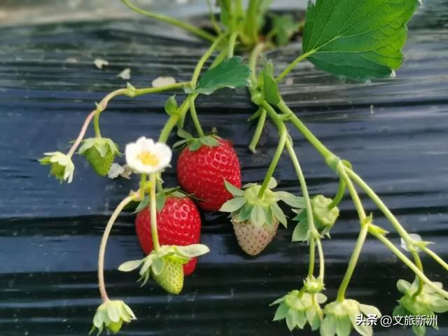 冬日“甜妹”C位出道!新洲草莓采摘指南来啦~