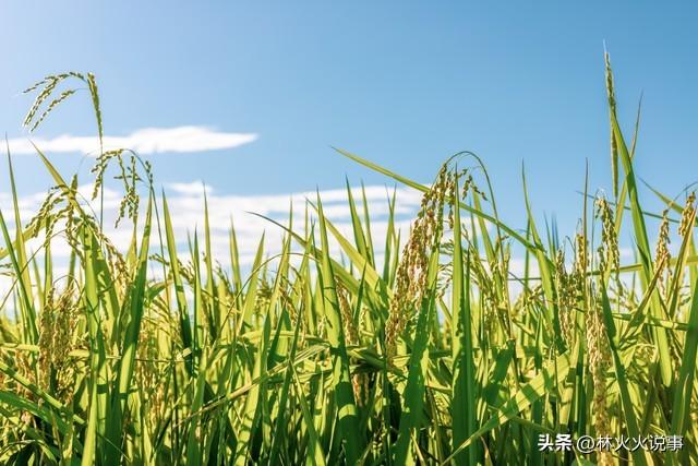 今日立秋，老人说最怕“立秋一日晴”，立秋天晴有啥预兆？