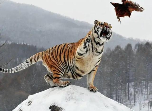 中俄东北虎数量差距断崖：俄罗斯700只	，中国的数量令人意外！