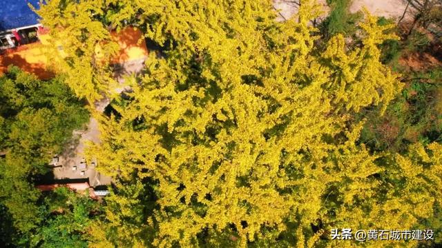 限时绝美!黄石街头颜值巅峰 周末来打卡