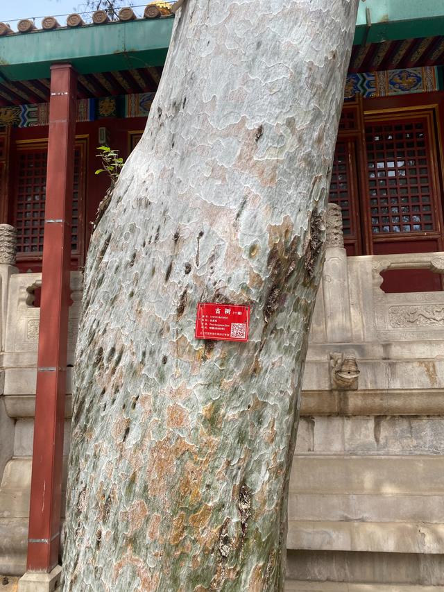 白皮松：才是皇家园林的终极审美