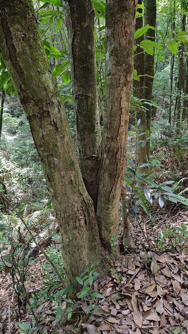 客天下与泮坑之间，登山古道旁一树多胎的诡异现象，期待专家解密