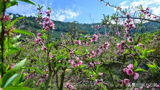 三月至 一树桃花一树春