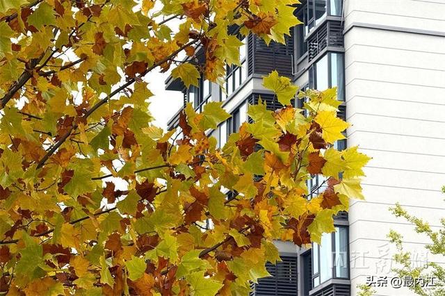 初冬限定美景！内江栖霞路梧桐刷屏