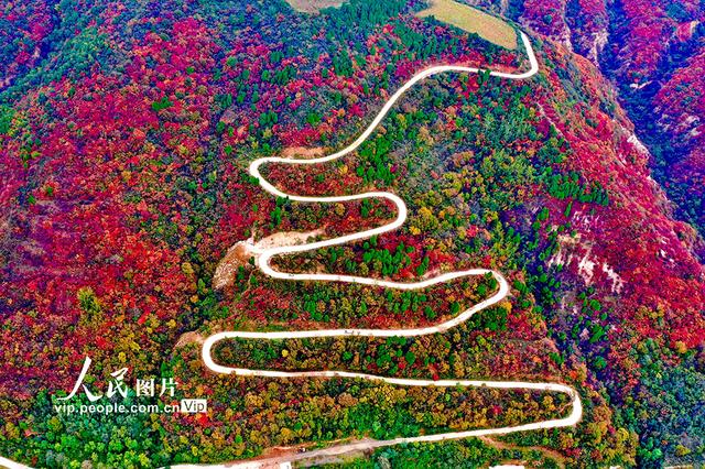 山西平陆：中条山红叶迎来最佳观赏期