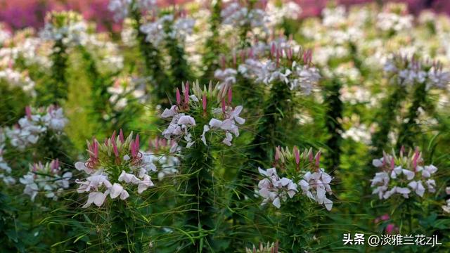 海珠湿地公园的醉蝶花七彩缤纷