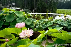 东湖磨山景区的东湖荷园全新开园图片