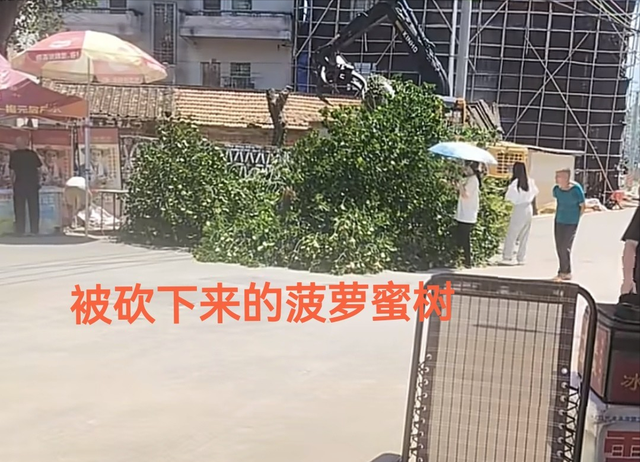 全红婵家几十年菠萝蜜树没了！爸爸为避台风忍痛砍树，老桩留院引网友心疼