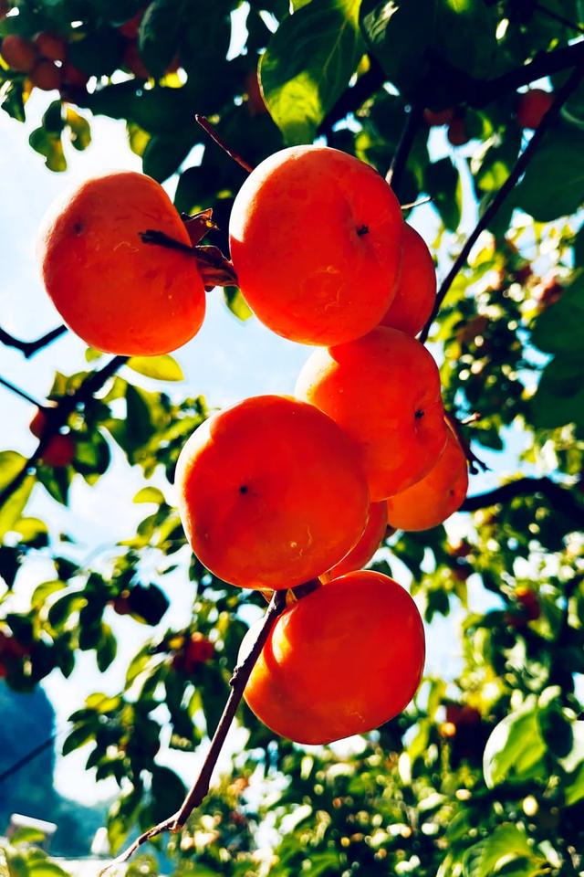 桂林：不入柿园，怎知秋色几许！