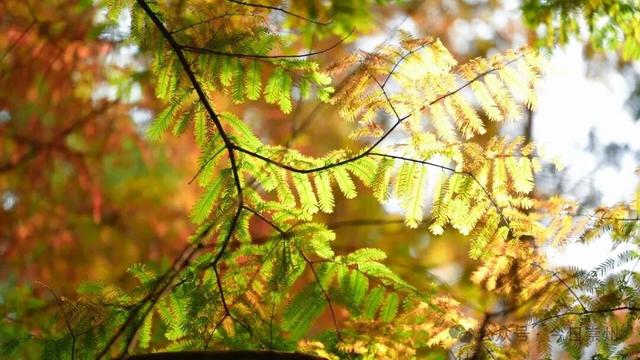 速来→崇州正上演初冬金色浪漫大片！