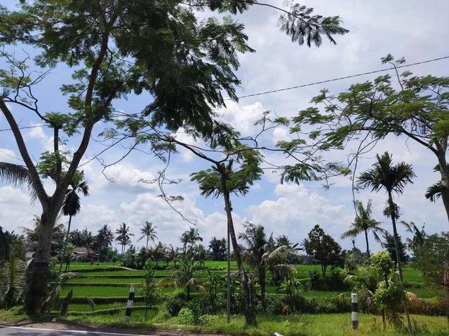 来去如风，骑着摩托穿越印尼爪哇岛乡村