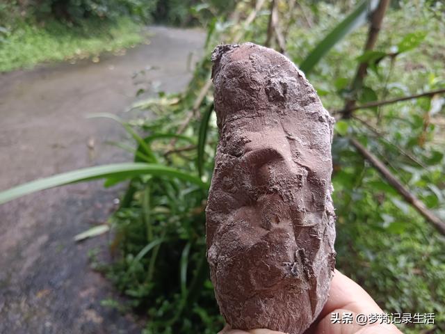 和老人相处是一个修炼的过程，阴天湿漉漉的我还是把茶树修剪完了