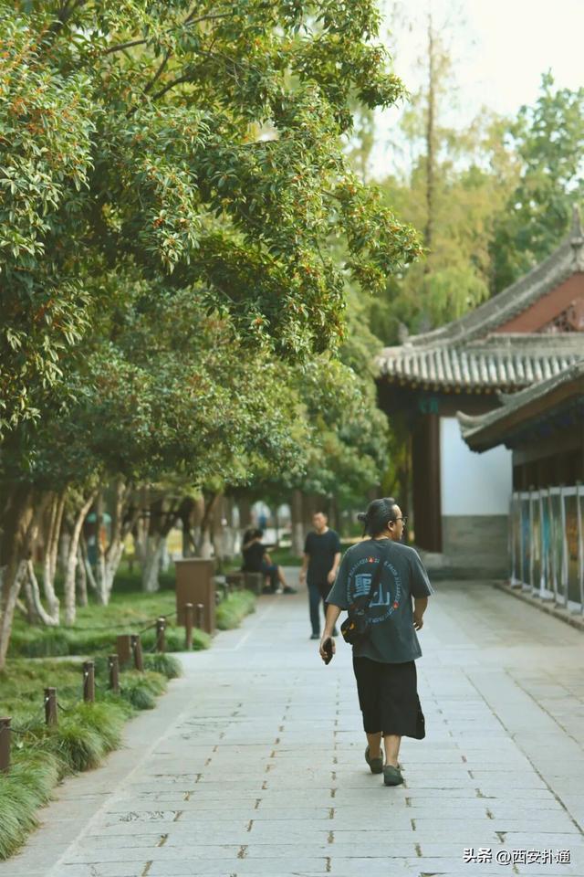 上一个晴天，为你“抢收”了5片金灿灿的桂花