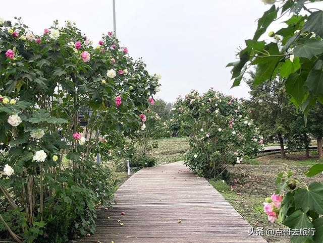 成都市区最美芙蓉花，王者风范，植物迷宫更是惊艳，不要门票！