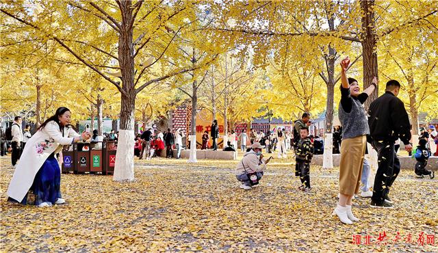 河北秦皇岛：秋染植物园 银杏铺金毯