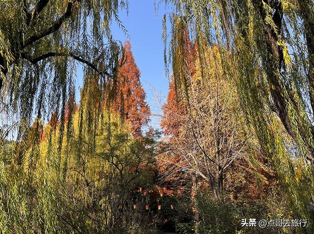 成都被私藏的彩林公园，流金溢彩，充满老城烟火气，地铁公交直达