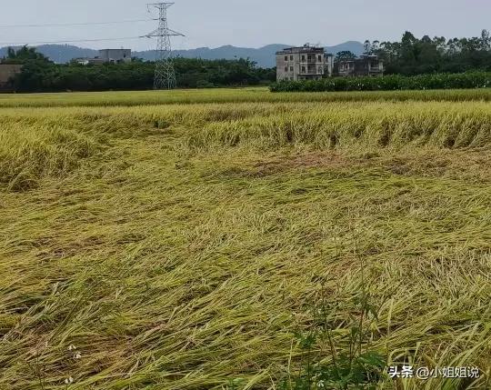 不是迷信！明日八月初一，老话“八月怕初一”，有啥讲究？早了解