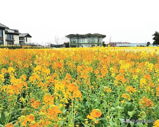 今天朋友圈的C位，成都限定的浪漫和震撼，错过了真的要等一年！