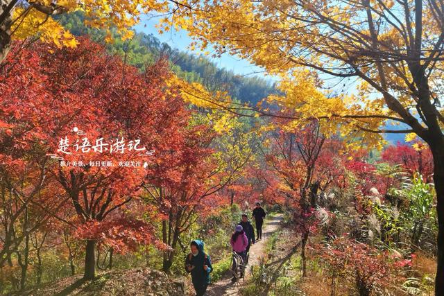 宁波四明山中鲜有人知的乡村，却被誉为中国红枫之乡，景色太迷人