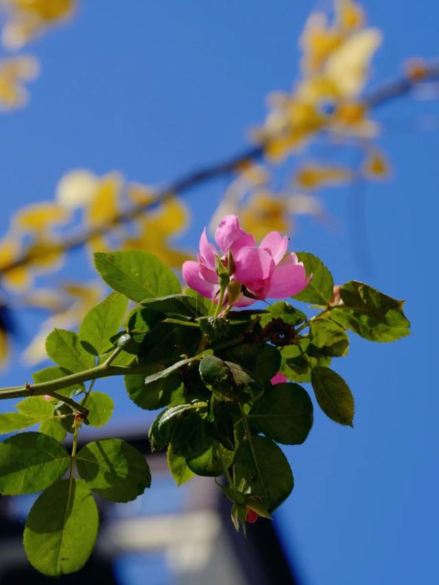 新津藏了条“似锦街”，一半金黄，一半滚烫