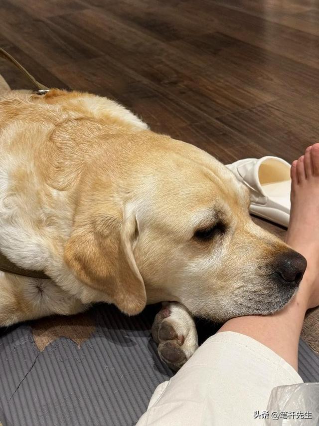 休学成教育第四风口，千亿蓝海藏百态	，理想投机自救谋生皆入局