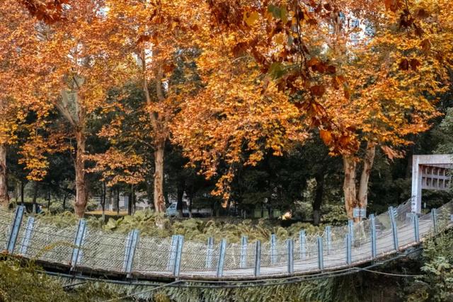 地铁直达！免费！成都20个绝美赏秋地，银杏水杉梧桐红枫限时上演！就在家门口！