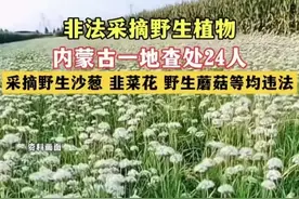 内蒙24人采摘沙葱、韭菜花、野生蘑菇等被查，未了解实情就开骂了图片