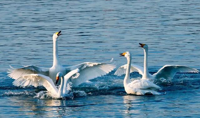天鹅畅游圈剧透：五部恋歌，首篇「天鹅絮语」上线！