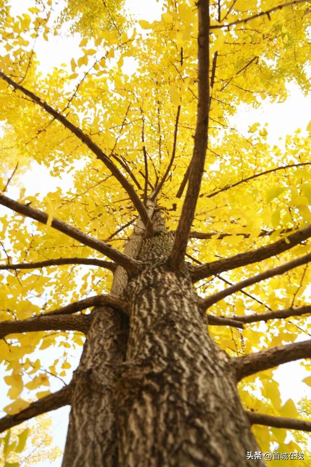 错过等明年！宜宾今年宝藏银杏打卡地合集在这里