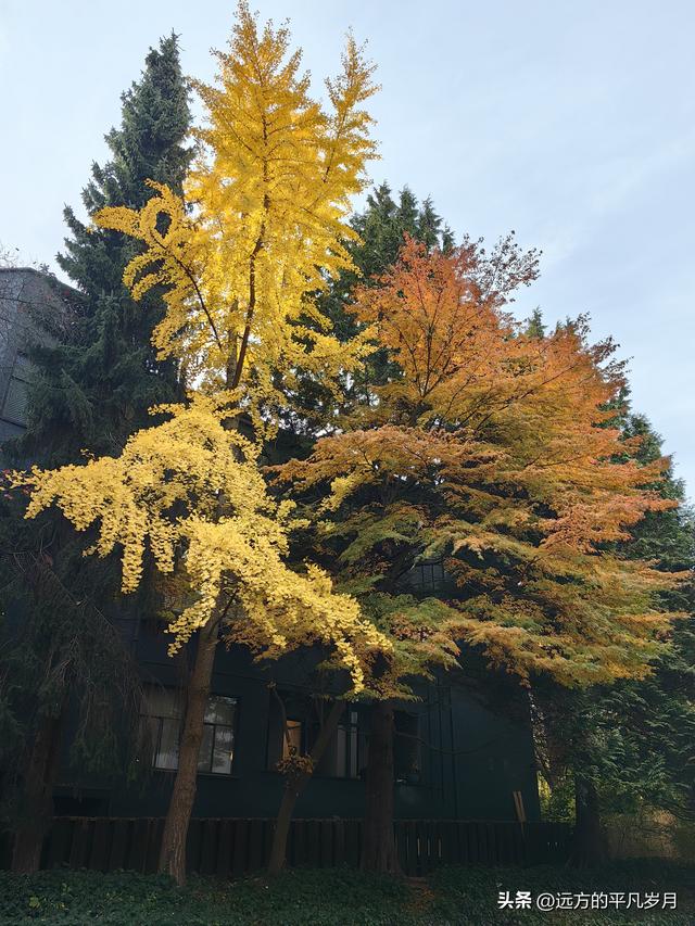 温哥华游记（四）