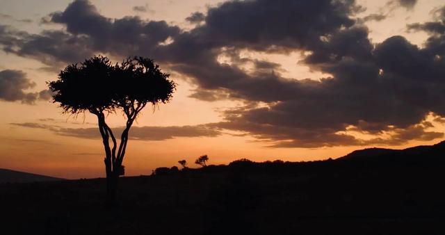 花5万远赴非洲追狮,一场属于中产的精神自救