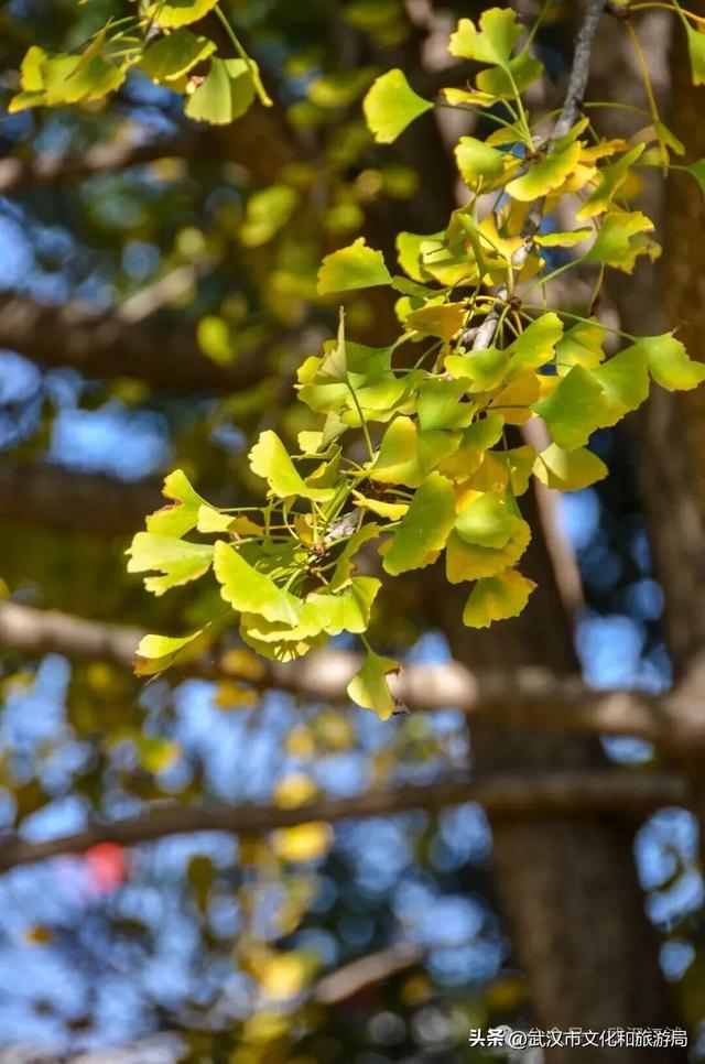 芦花不够看？江滩的银杏已经美疯了！