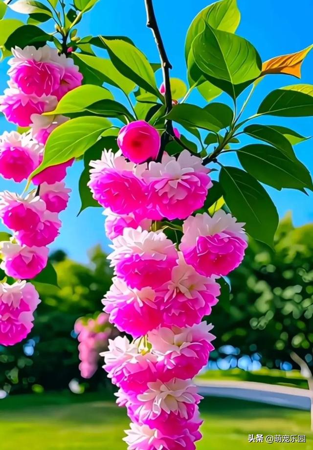 春日暖阳轻抚大地，柔弱生命散发芬芳，金辉洒落织就自然杰作