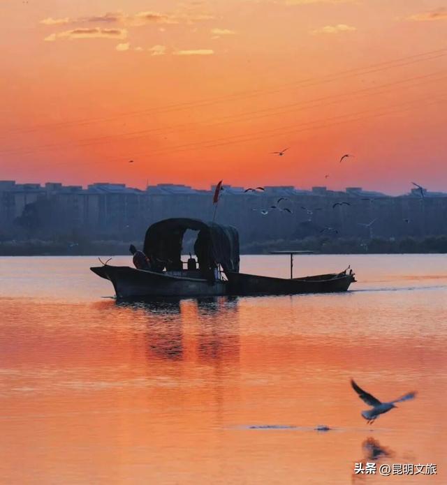 不止大坝！昆明观鸥最全热门+小众点位收录＊附核心区交通指南