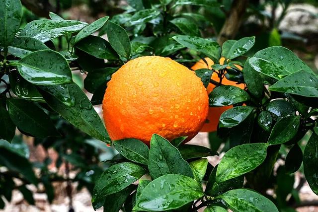 游在鹰潭 | 周末采摘指南！甘蔗清甜、草莓香甜，限定甜蜜等你来【全球学子嘉游赣 奇绝鹰潭逍遥游】